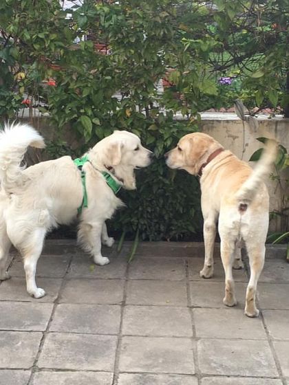 Deepthi - Dog Training & Behavior Modification My Credentials & Positive Training Philosophy photo 21