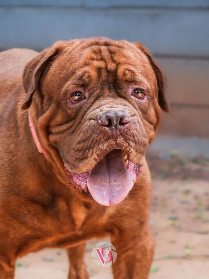 Another great portrait of Rex, full of character.