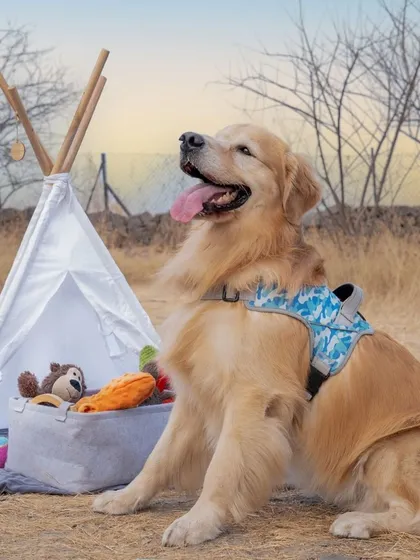 Capturing the adventurous spirit of Archie the golden retriever during this outdoor lifestyle shoot in Pune. I create themed setups, like this fun camping scene, to tell a story that aligns with your brand's identity.