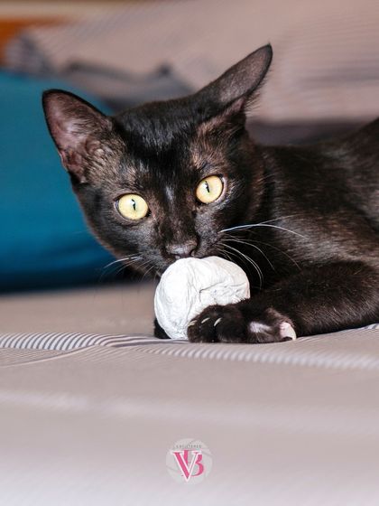 A black cat intensely focused on its paper ball toy. These moments of focused play make for great, dynamic photos.