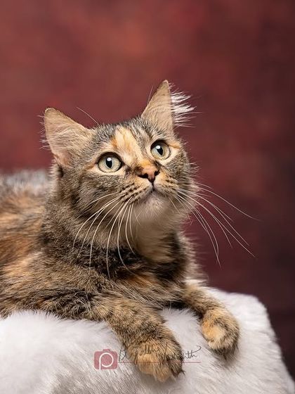 Pragalbh - Animal Rescue & Advocacy Photography Adoption Portfolios: Soulful Portraits for a Second Chance photo 17