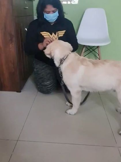 Confident Dogs - Puppy Foundation Program Client Transformations & Testimonials photo 12