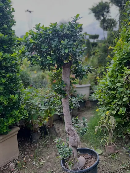 Yeh S-shape Ficus bonsai hai, jo aapke garden ko ek artistic touch dega. Humare paas aise kai uniquely shaped plants hain.