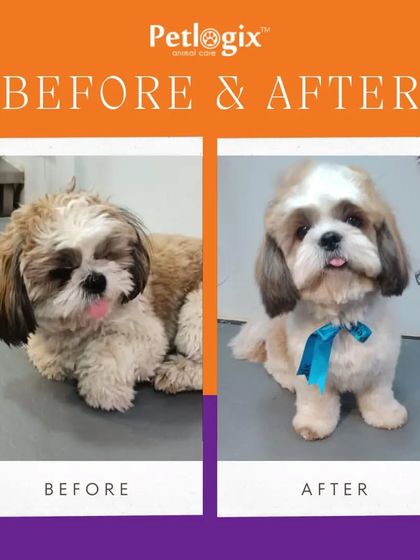 Getting your pet ready for a Diwali party. This before and after shows a pup going from everyday cute to festival-ready fabulous.