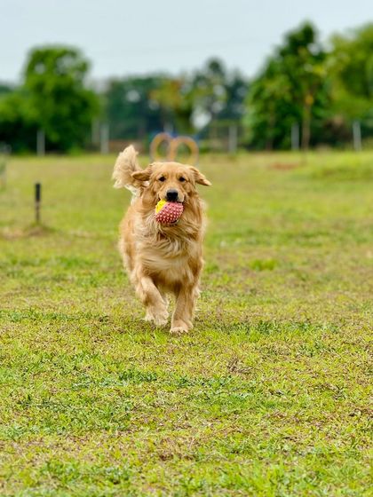The Pawsome Camp - Dog Daycare & Boarding The Pawsome Playground: 2 Acres of Freedom photo 28