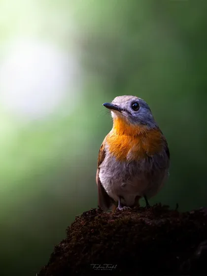 A female White-bellied Blue Flycatcher in a moment of quiet contemplation. Her softer orange and grey tones are a beautiful contrast to the male's deep blue.