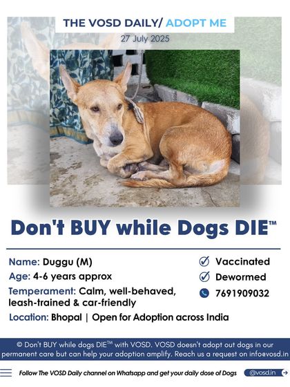 Duggu is a calm, well-behaved, and car-friendly adult dog looking for a home. He is approximately 4-6 years old and is available for adoption across India from his current location in Bhopal.