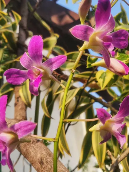 A full spray of the purple orchids against a backdrop of variegated leaves.