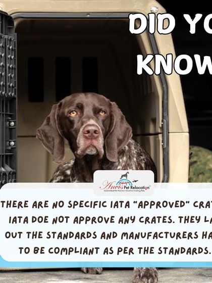 Anvis - Pet Relocation Preparing for Travel: Health, Safety & Documentation photo 43