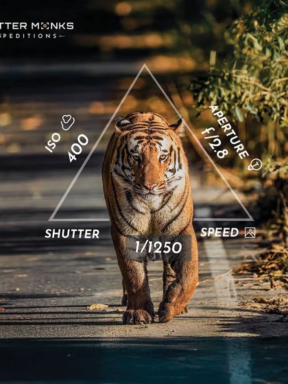 These images further document my encounters with the majestic tigers of India. Each photograph is a lesson in patience, tracking, and capturing the fleeting moments when these striped ghosts of the jungle reveal themselves.