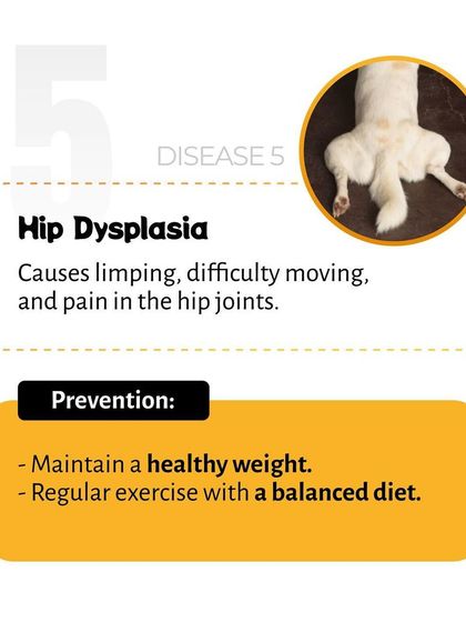 Pethowz - Pet Parent Education Understanding Common Pet Ailments photo 11