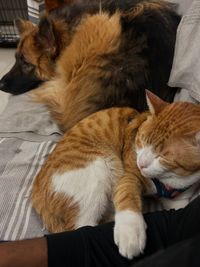 Pet Training & Behavior Modification