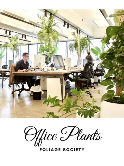 A well-designed office incorporates greenery to boost employee well-being and creativity. We specialize in office plant solutions, including hanging plants and floor planters, that improve air quality and make the workspace feel more alive.