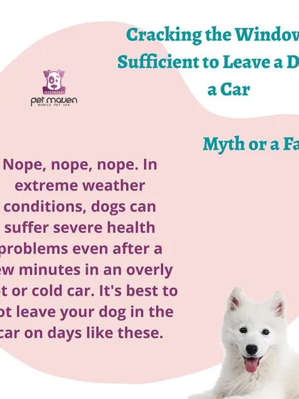Myth vs. Fact: Is cracking a window enough when leaving a dog in a car? Absolutely not. We explain why even a few minutes in a car during extreme weather can pose a severe health risk to your pet.