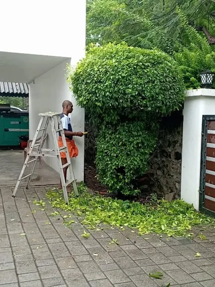 We do more than just mowing. Here, one of our team members is carefully pruning and shaping a large bush. This kind of expert trimming keeps your plants healthy and gives your garden a clean, professional look.