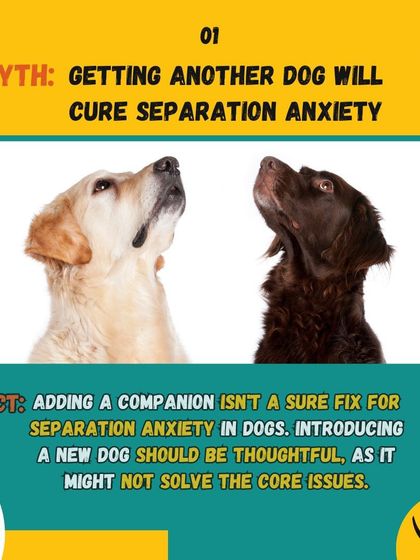 DogNation - Dog Training & Behavior Solving Common Behavior Problems photo 19