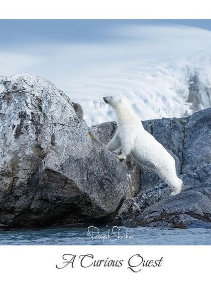 A Curious Quest. This titled print tells the story of a bear's journey of exploration in its icy kingdom.