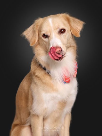 Priyanka - Family & Pet Photography Classic Studio Portraits photo 3