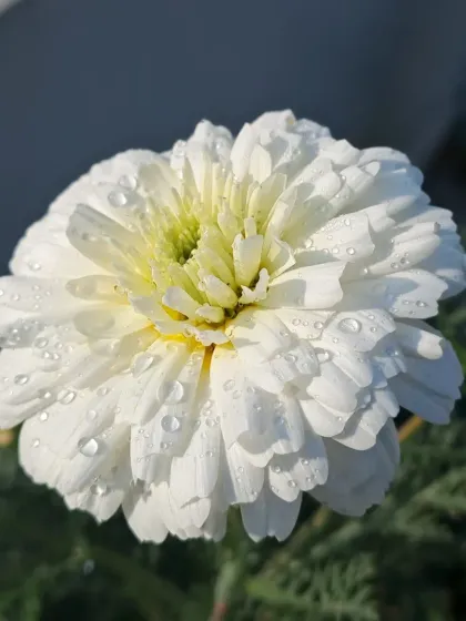 Bhardwaj - Urban Gardening Consultation A Riot of Colorful Flowers photo 164
