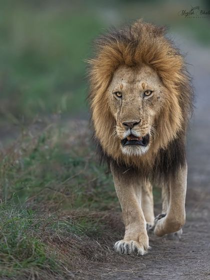 When a subject walks towards you, get low. Our modified vehicles in Masai Mara allow for this unique perspective. I composed this shot of a majestic lion vertically to enhance its impact, and my Sony Alpha 1 delivered flawless eye contact.