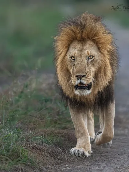 When a subject walks towards you, get low. Our modified vehicles in Masai Mara allow for this unique perspective. I composed this shot of a majestic lion vertically to enhance its impact, and my Sony Alpha 1 delivered flawless eye contact.
