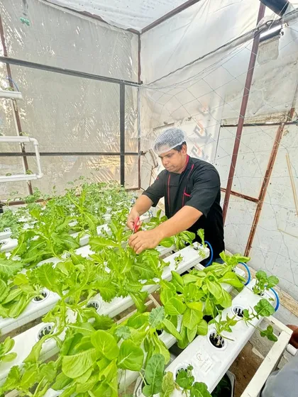 How many caterers do you know that are aiming towards sustainability? Here, one of our chefs is harvesting fresh greens directly from our in-house hydroponic setup.