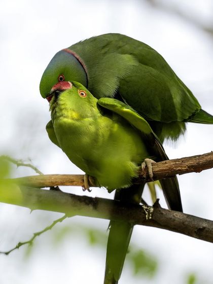 A male and female parakeet mating on a branch. This is a crucial moment for the continuation of the species, captured in a natural setting.