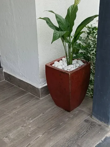 A closer look at the peace lily in a rustic-style planter, topped with white pebbles. This not only looks clean and modern but also helps keep the topsoil moist and prevents it from splashing out during watering.