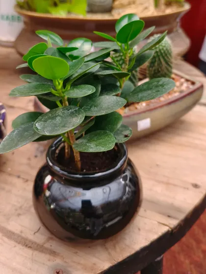 A small Ficus plant in a shiny black ceramic pot. This compact plant is perfect for a desk or a small shelf, requiring minimal space and care.