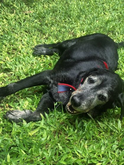 A very happy KuBi eater enjoying a roll in the grass after a satisfying meal. A happy, relaxed dog is a sign of a healthy diet and a happy life.
