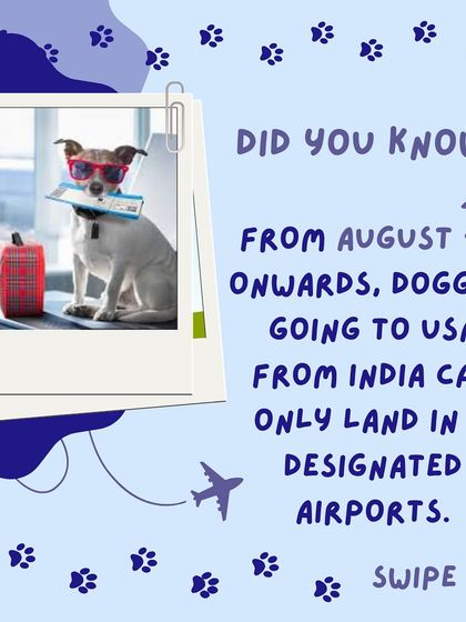 Anvis - Pet Relocation Preparing for Travel: Health, Safety & Documentation photo 13