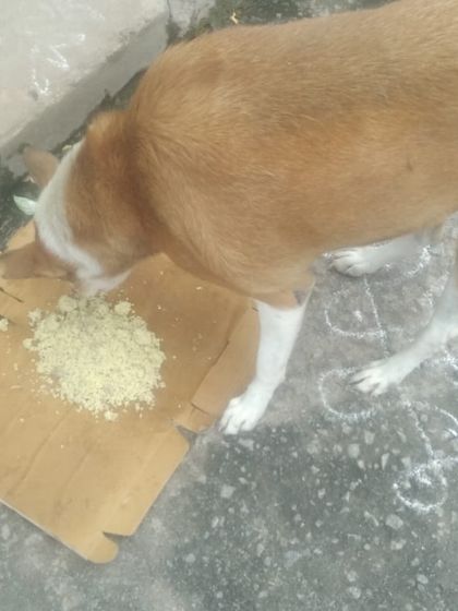 A dog eats food provided by Veena. Behind every happy dog on the street, there is often a quiet hero like her. Our Stray Dog Feeding Program supports these unseen activists.