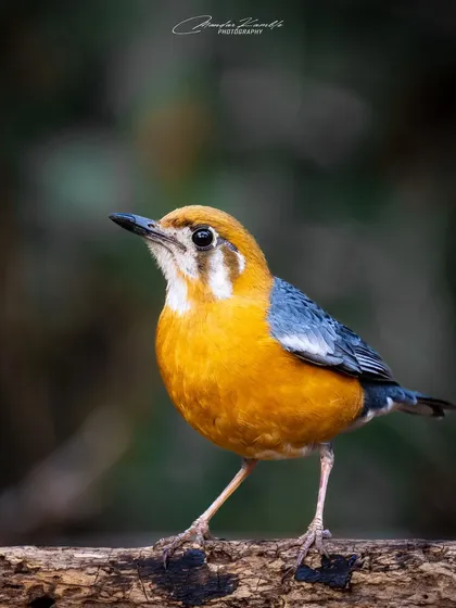The Orange-headed Thrush is like a splash of sunshine in the forest undergrowth. This clear, eye-level portrait showcases its bright orange head and breast in beautiful detail.