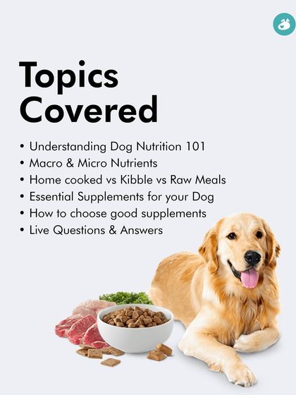 The Pack - Pet Parent Education & Workshops Expert-Led Online Masterclasses photo 34