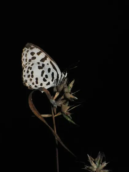A Common Pierrot butterfly at night. The stark black background makes its white, spotted wings stand out dramatically. This is a simple yet powerful image celebrating the beauty of insects.