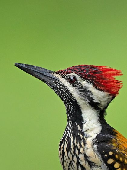 A close-up portrait of a Black-rumped Flameback, focusing on the details of its head and crest.