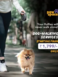 Dog Walking