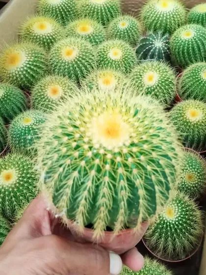 A large, mature Golden Barrel cactus, showing the beautiful symmetry and spination.