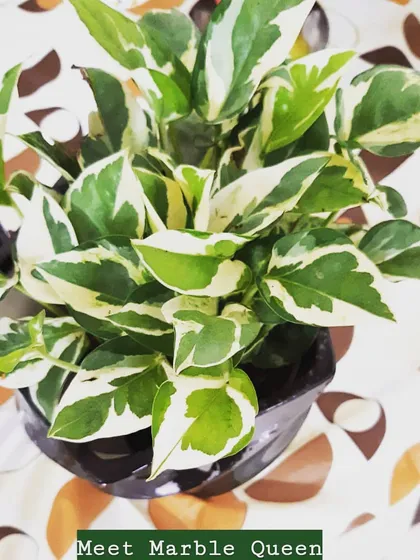 Meet the Marble Queen Pothos, a stunning variety with green and white variegated leaves. Each leaf has a unique pattern, making it a living piece of art for your home.