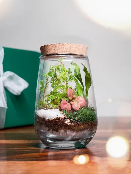 The finished product. After following the instructions in the DIY kit, you'll have a gorgeous, thriving terrarium that you made yourself. It's a truly rewarding experience.