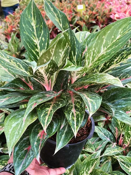 A close-up of a lush Aglaonema, or Chinese Evergreen. The beautiful patterns on its leaves, with splashes of pink and cream, make it a very popular decorative houseplant.