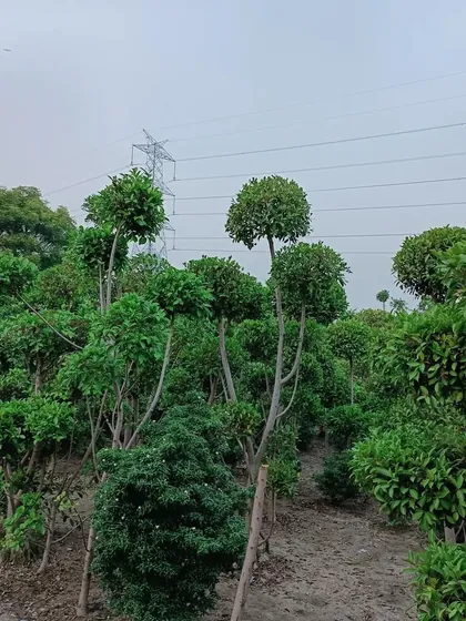 A collection of topiary trees at different heights. We can supply and maintain these shaped plants to create visual interest and a layered effect in your garden.
