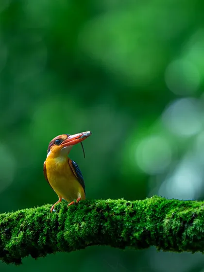 A female Oriental Dwarf Kingfisher, a flash of rainbow colours, with a freshly caught skink. It’s a privilege to witness these dedicated parents working tirelessly to feed their newborn chicks during the monsoon.
