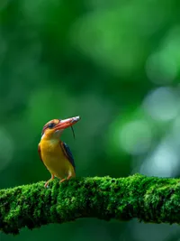 Wildlife Photography