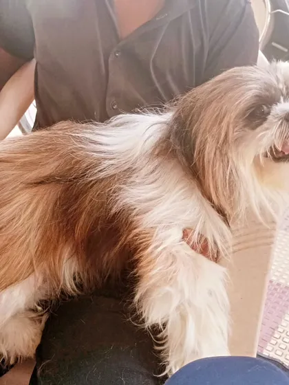 A side profile of a long-haired Shih Tzu, ready for its grooming session.