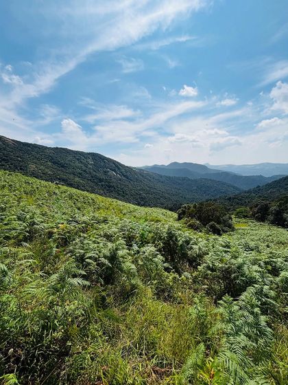 A field of ferns in the Agumbe rainforest.