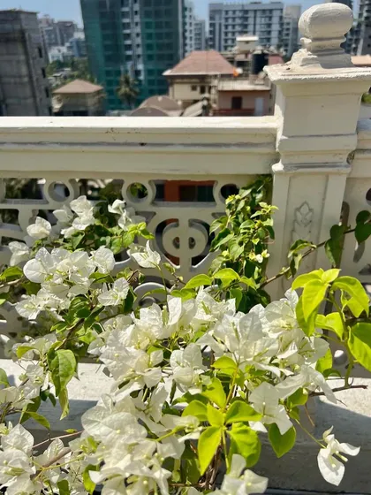 White bougainvillea thrives on a sunny rooftop, climbing along a decorative railing. Our rooftop garden maintenance includes ensuring these sun-loving plants get the right nutrients and pruning to encourage continuous blooming.