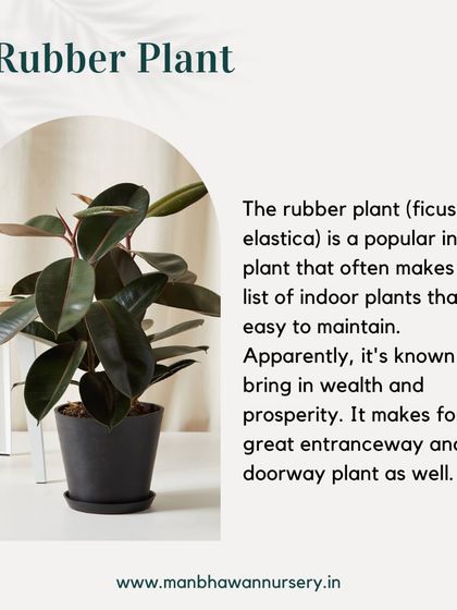 The Rubber Plant, or Ficus elastica, is known in Vastu to bring wealth and prosperity. Its large, glossy leaves make it a great statement plant for an entryway or doorway.
