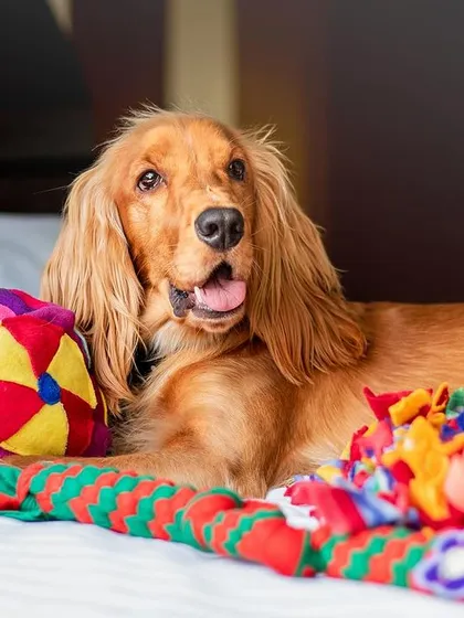 A happy puppy playing with his enrichment toys. Keeping him engaged was always a priority.