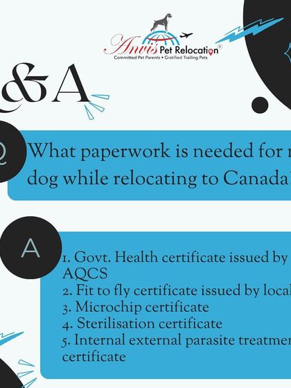 Anvis - Pet Relocation Preparing for Travel: Health, Safety & Documentation photo 17